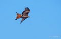 milan-royal-a73_0137-topaz