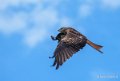 milan-royal-a73_0144