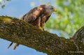 milan-royal-a73_0189