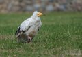 percnoptere-a73_0079