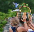 perruches-a73_0259