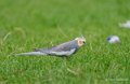 perruches-a73_0285