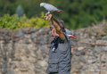jloup-a74_07674