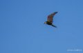faucon-a74_07477