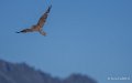 faucon-a74_07478