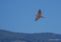 faucon-a74_07480