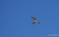 faucon-a74_07481