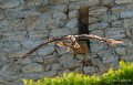 grand-duc-a74_07612