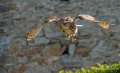 grand-duc-a74_07613