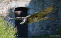 gypaete-a74_07661