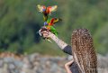 loriquet-a74_07684