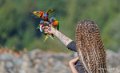 loriquet-a74_07685
