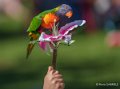 loriquet-a74_07690