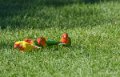 loriquet-a74_07699