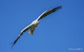 percnoptere-a74_07521