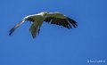 percnoptere-a74_07526-Topaz