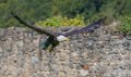 pygargue-a74_07461