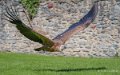vautour-a74_07637
