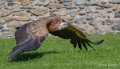 vautour-a74_07647