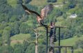 vautour-a74_07652