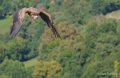 vautour-a74_07658