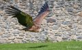 vautour-a74_07659