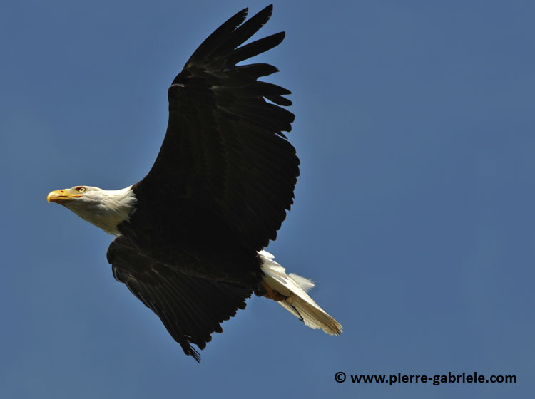 aigle-americain_1594.jpg