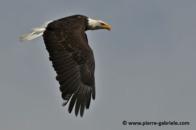aigle-americain_1620.jpg