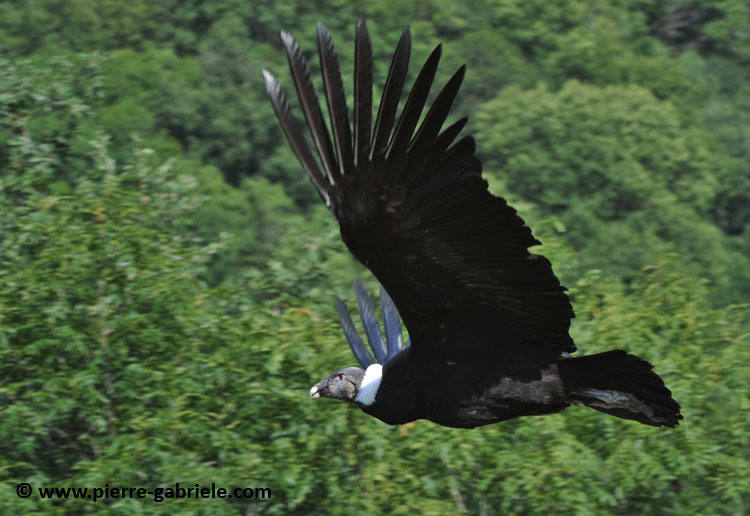 condor_1747.jpg