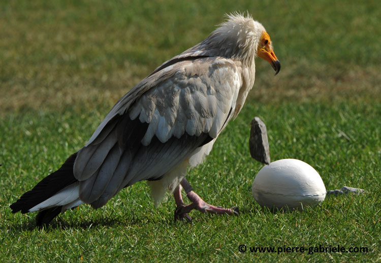 percnoptere_3515.jpg