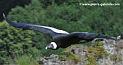 condor_1277
