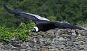 condor_1279