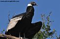 condor_3626