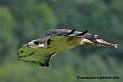 desaugures_3427