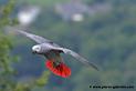 grisdugabon_1064