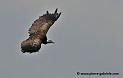 vautour_1514
