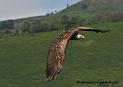 vautour_1515