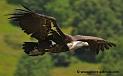 vautour_1519