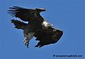 vautour_3638