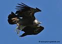 vautour_3640
