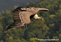 vautour_3644