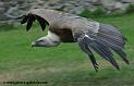 vautourfauve_1060