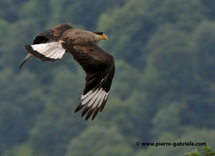 caracara_3533.jpg