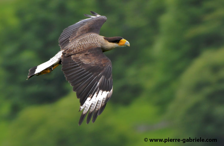 caracara_3536.jpg