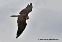 faucon_3491