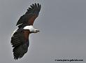 pygargue_3480