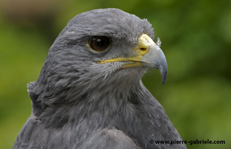 buseaguia_3428.jpg