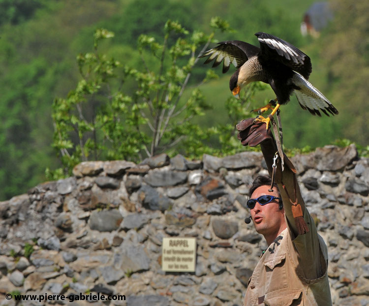 caracara_2146.jpg