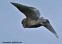 effraie_3598