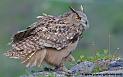 grand-duc_0622